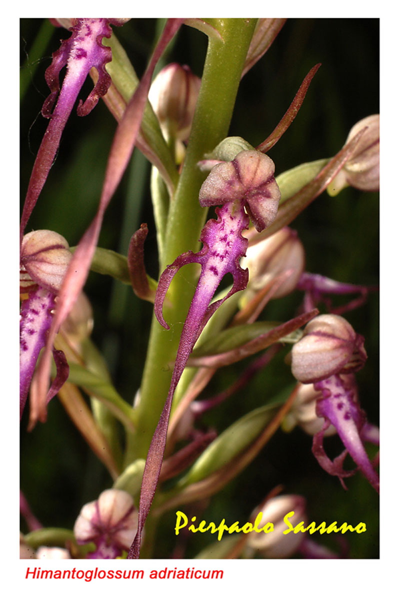 Orchidee del Trasimeno 2008